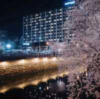 🌸名古屋·夜樱奇緣🌸