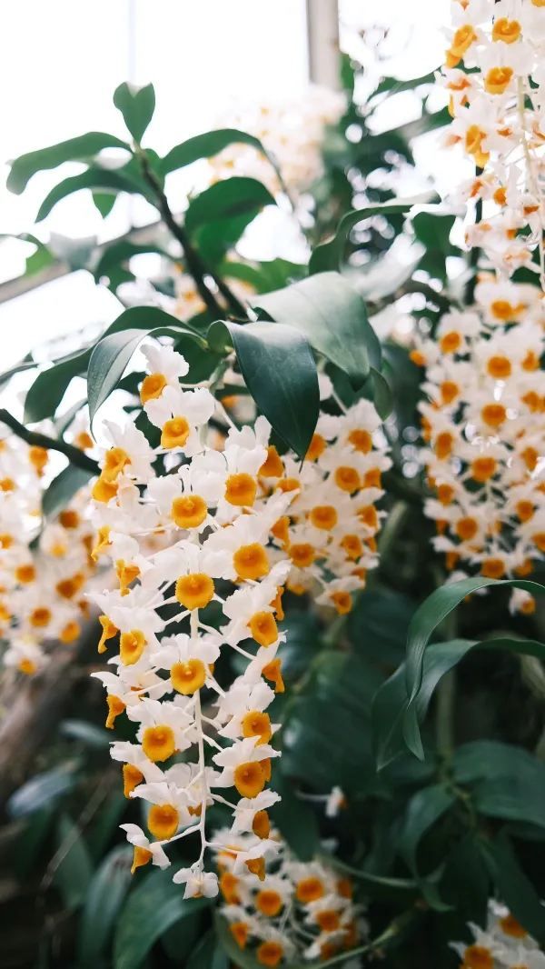 Kew Gardens Bloom Alert: Titan Arum and Monet's Water Lilies