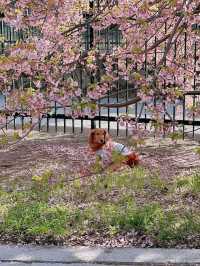 京都で楽しむ早春の桜