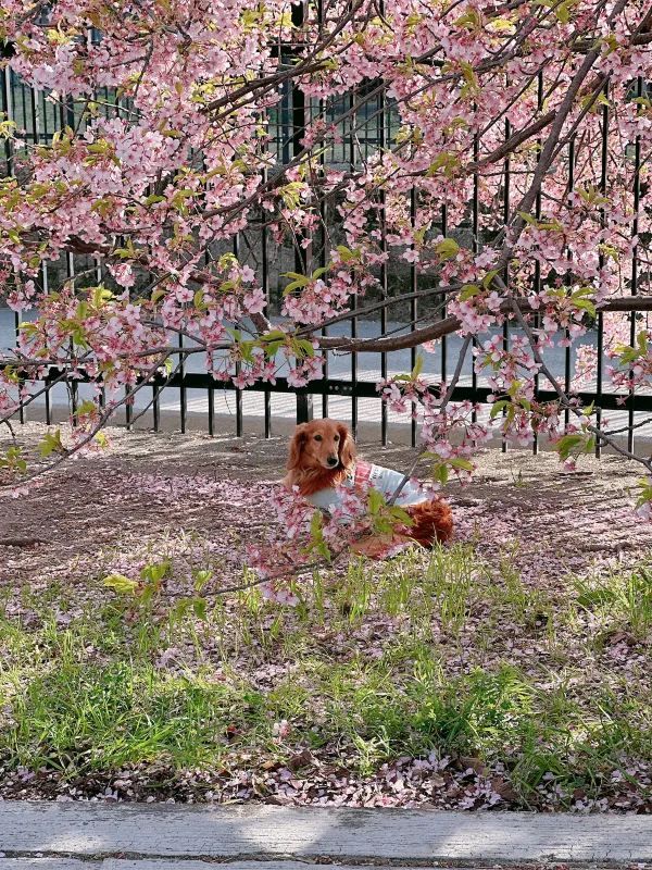京都で楽しむ早春の桜