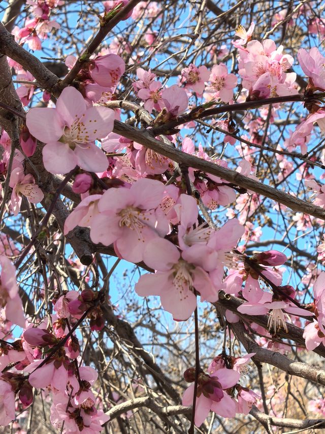 3月19日的桃花堤超美要去的趕緊啦