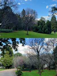 春日限定！西山公園櫻花盛宴來襲