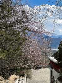 拉薩哲蚌寺，藏區最大寺院,春日賞花秘境