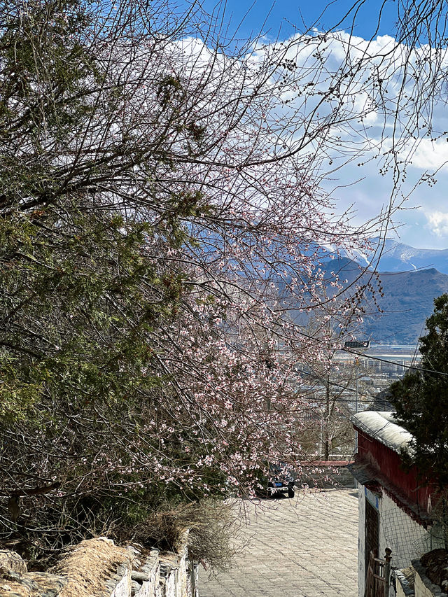 拉薩哲蚌寺，藏區最大寺院,春日賞花秘境
