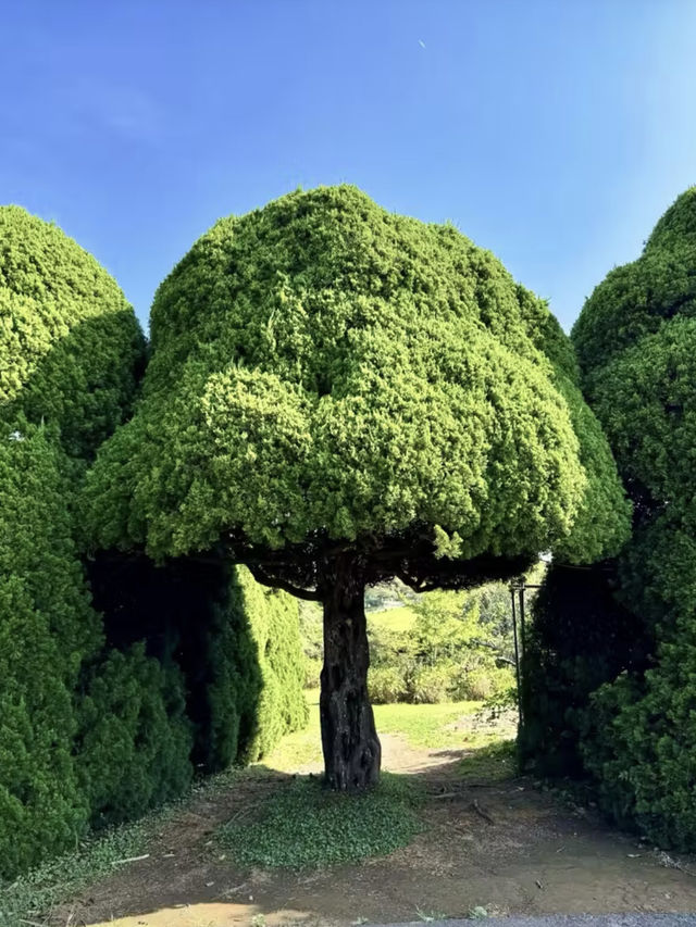 靜謐與繁華的交響——能古島與中洲
