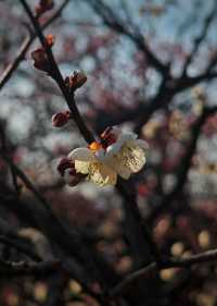 春日當然要去中山公園賞花啦