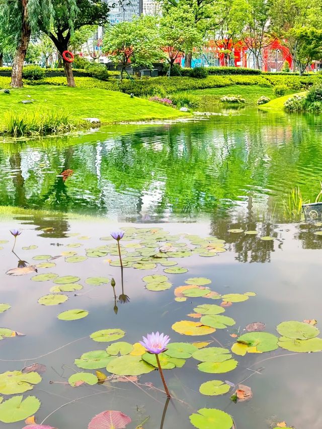 走進現實版莫奈花園就在成都