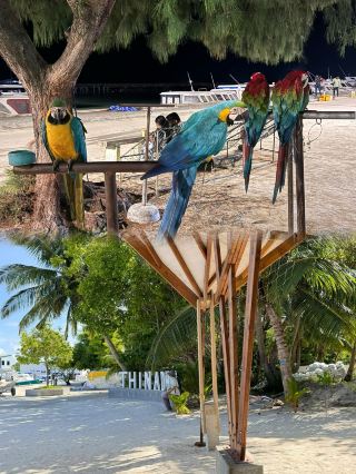 Maafushi Island | A Dream Island Getaway for Just $700!