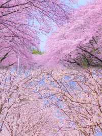 廣東3月賞花呢6個絕美賞花地請收好