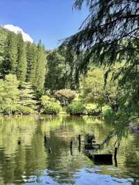 綠影婆娑：仙湖植物園的靜謐之旅