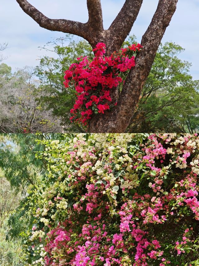 蓮花山公園|趁著花期走去深圳的春天裡
