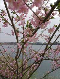 袁花梨花紀：野鴨戲水春意濃