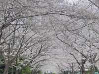 春日頂流！釜山溫泉川沿江路的限定浪漫