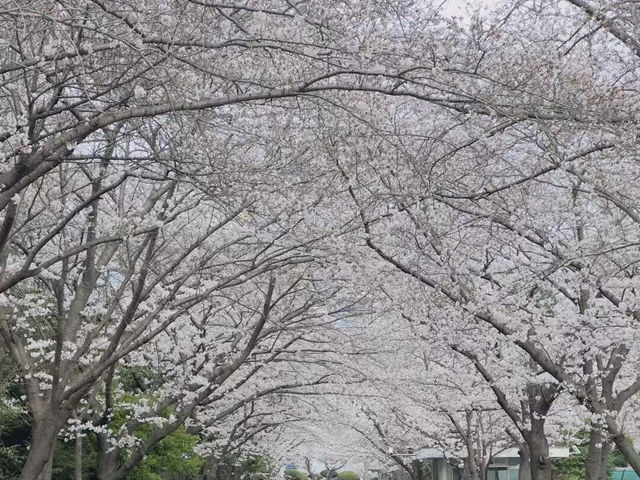春日頂流！釜山溫泉川沿江路的限定浪漫