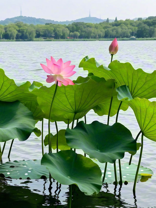 杭州賞荷攻略|一鍵解鎖江南限定浪漫！