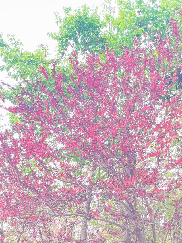 讓我們一起揭開林芝桃花節的神秘面紗！