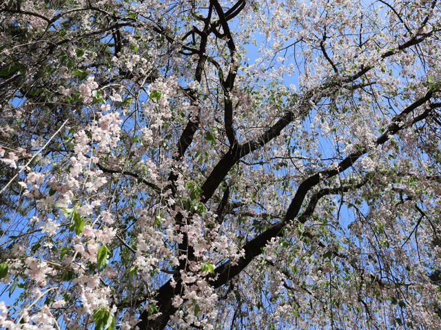 🌸京都御苑4月下旬的櫻花盛宴🌸