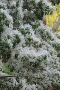 北京落雪？不，那是流蘇開花了！