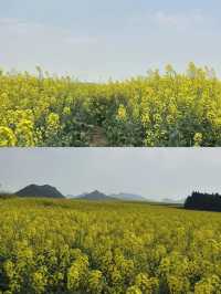 穿梭喺金黃色嘅花海中，感受微風輕拂同花香撲鼻
