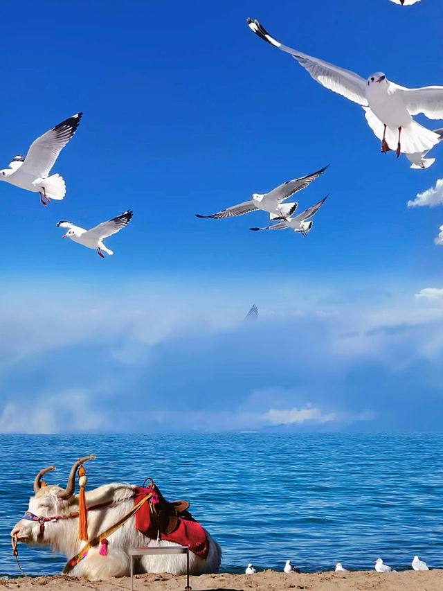 茶卡鹽湖vs青海湖，邊個更出片？ 實測對比攻略！