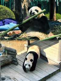 唔係！國寶熊貓嘅待遇真係……