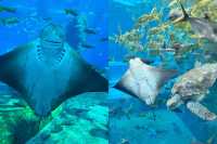 三亞亞特蘭蒂斯終極攻略：夢幻海洋之旅
