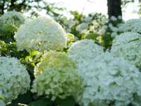東京府中の繡球花夢境🌸