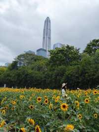 深圳寶子們快看！市民中心藏了片「現實版陽光畫布」🌻✨五一假期誤闖這片向日葵花海，直接被美到走不動路！