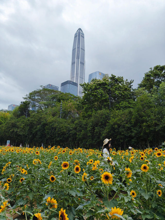 深圳寶子們快看！市民中心藏了片「現實版陽光畫布」🌻✨五一假期誤闖這片向日葵花海，直接被美到走不動路！