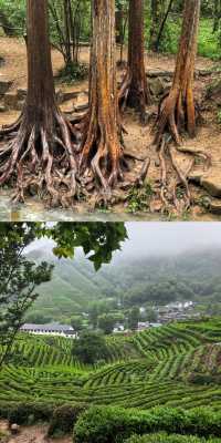 跟風成功！今次我踏入咗雨天行山嘅仙境！