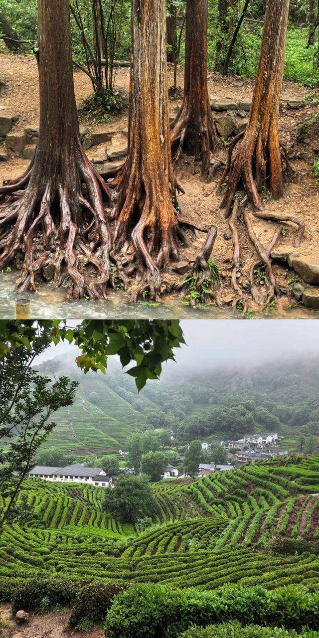 跟風成功！今次我踏入咗雨天行山嘅仙境！