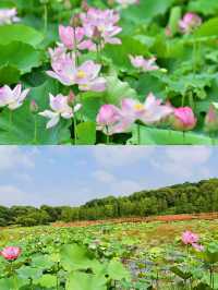 南昌鳳凰溝夏季「追花」全攻略！