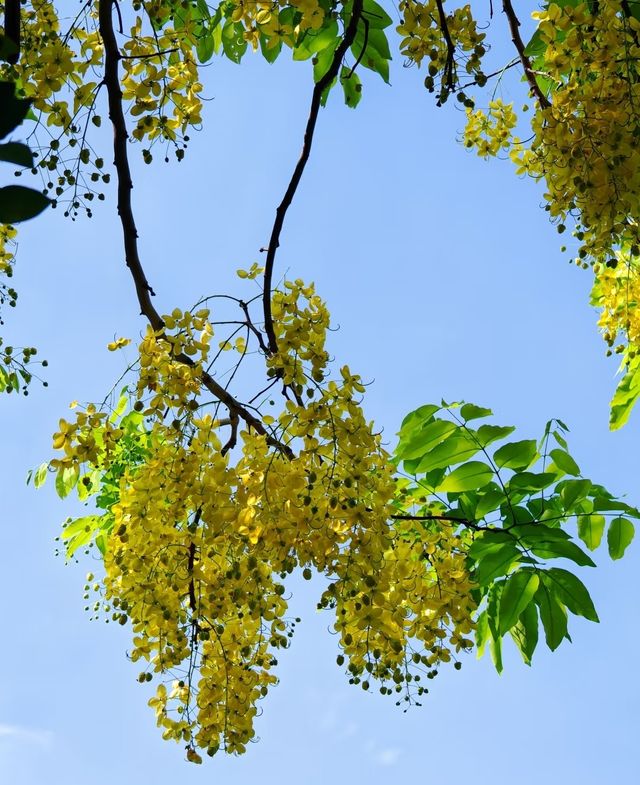中山公園賞花奇遇！錦江之星品尚酒店畀你超暖心體驗！