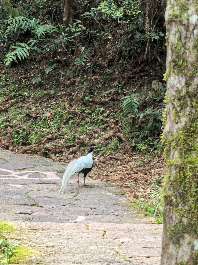 茶香滿武夷