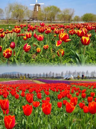 Yuhuan's hidden gem for family fun! Xuanmen Bay National Wetland Park!