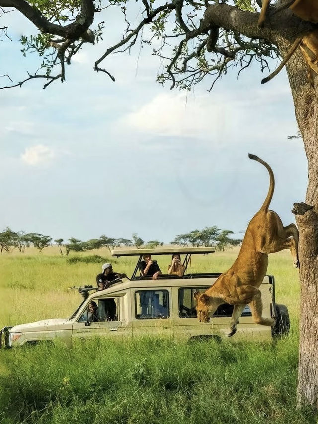 Tanzania Diaries: Where Wild Dreams Come True! 🌍✨
