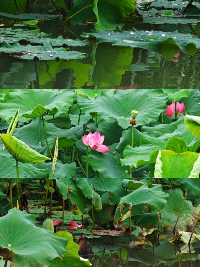 搖櫓船賞荷🪷江南初夏嘅頂級浪漫！
