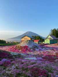 一秒墜入童話世界，去睇漫山遍野嘅粉色地毯