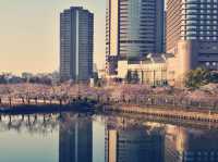 大阪隱世賞櫻秘境！櫻之宮公園浪漫體驗全記錄】**  