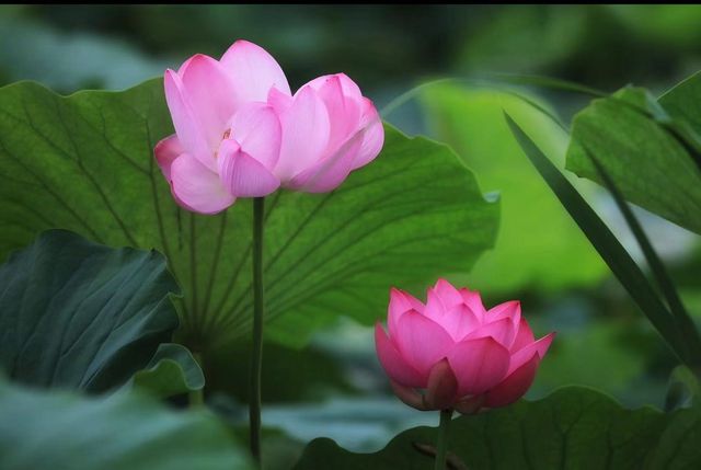 西塔延壽寺：梵音光影間，觸碰瀋陽嘅魂