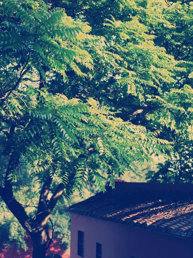 探秘廈門梵天寺：千年古剎的靜谧禪意】**  