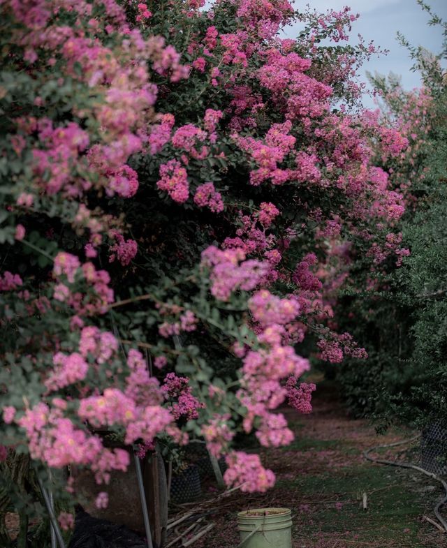 紫薇公園賞花全攻略