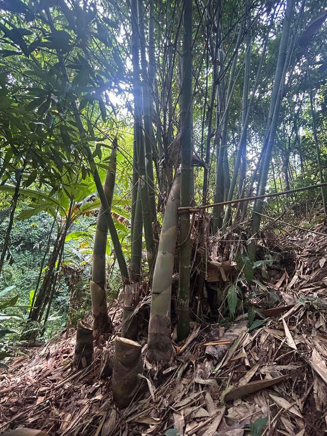 基諾山雨林遠足｜當快樂馬騮嘅24小時爆笑實錄酸螞