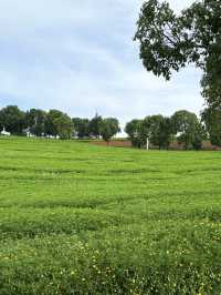 暑假親子遊|彌勒太平湖森林公園(附攻略)