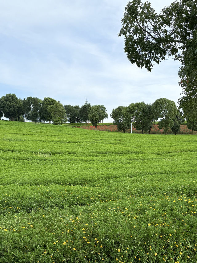 暑假親子遊|彌勒太平湖森林公園(附攻略) 暑假親子遊|彌勒太平湖森林公園(附攻略)