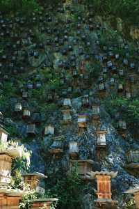 進山避暑，湖北首選秘境神農架