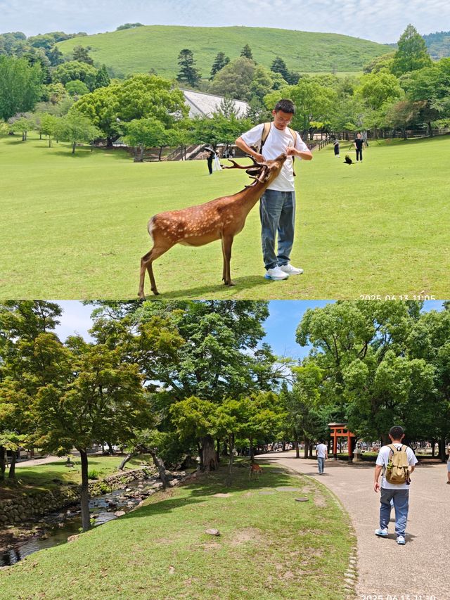 6月日本京都，奈良，名古屋，大阪6日