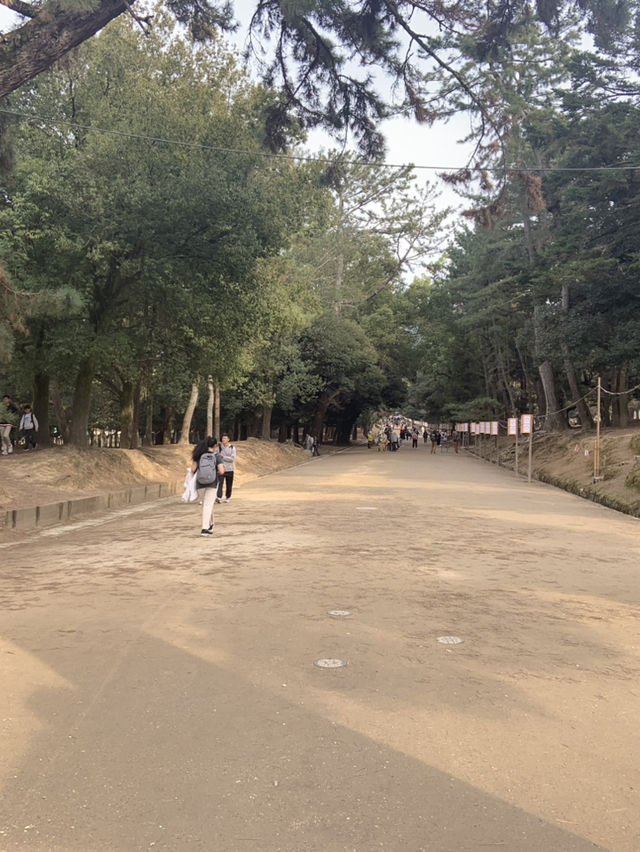 奈良宇治古都慢活之旅🌸  