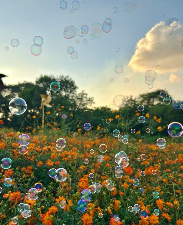 格桑花，高原的生命禮讚