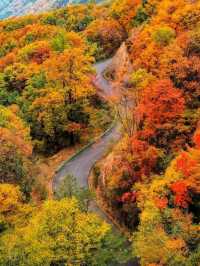 光霧山：秋日限定·中國紅葉第一山的奇幻之旅